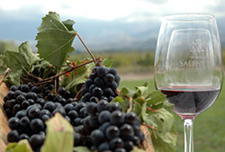 Caminos del Vino – Half Day