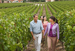 Viñedos y Bodegas “Ruta del Vino” – Half Day