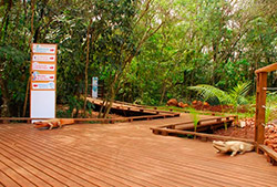 Selvaviva - los espíritus de la selva