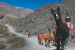 Caravana de Llamas
