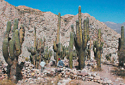 Trekking Pucara de Juella con traslados