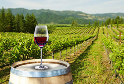 Ruta del Vino de Altura - Full Day 