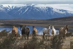 Cabalgata hasta Punta Bonita