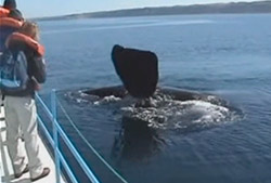 Avistaje de la ballena franca austral