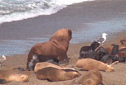 Punta ninfas – Half Day