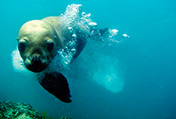 Buceo con lobos – Half Day