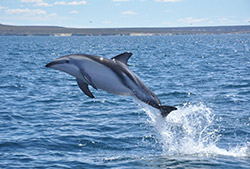 Avistaje toninas overas 