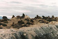 Navegación por el Canal de Beagle y Pingüinera – Half Day