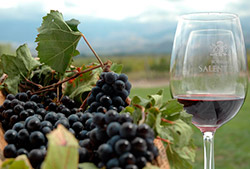 Caminos del Vino – Half Day