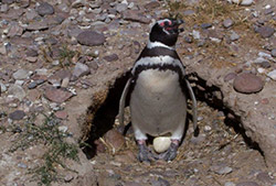 Pingüinera De Punta Tombo Con Valle Inferior  - Full Day
