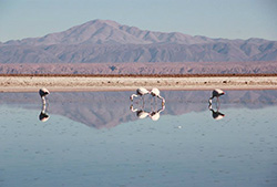 Salar de Atacama & Lagunas Altiplanicas – Full Day