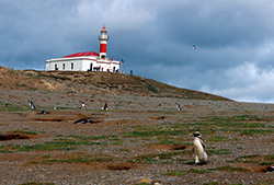 Isla Magdalena – Half Day