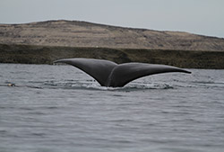 Buenos Aires – Puerto Madryn