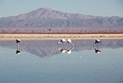 Salar de atacama & lagunas altiplanicas – Full Day