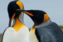 Pingüinera de seno otway – Half Day