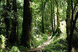 Parque nacional alerce andino – Full Day